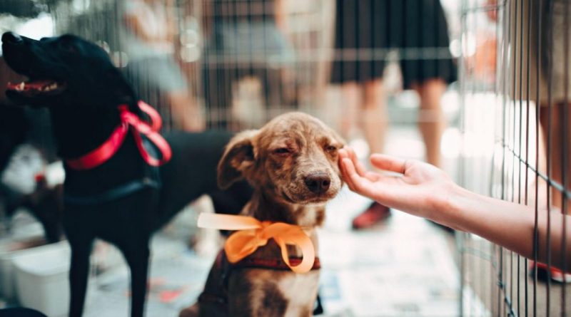 Barueri realiza feira de adoção de Pets