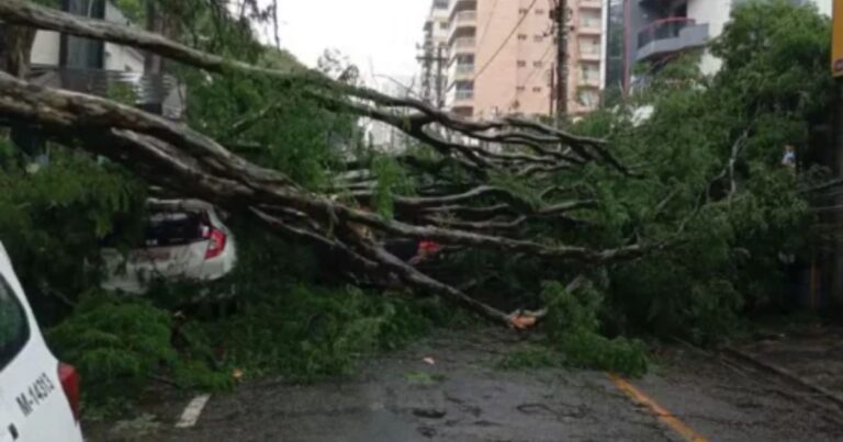 Arvore Cai em carro em Osasco